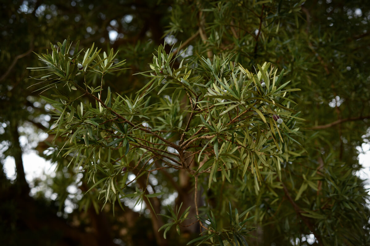 f:id:hachi-log:20210102162008j:plain