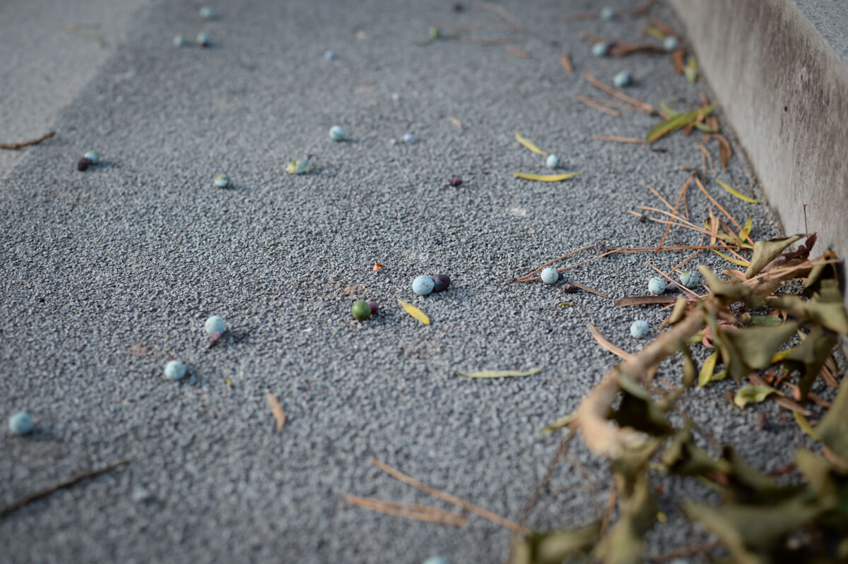 f:id:hachi-log:20210102162015j:plain