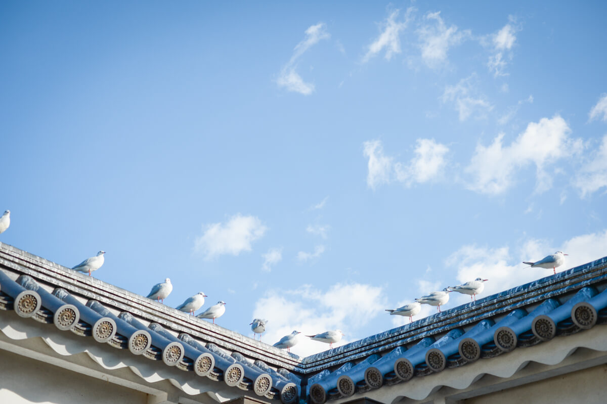 f:id:hachi-log:20210102162048j:plain