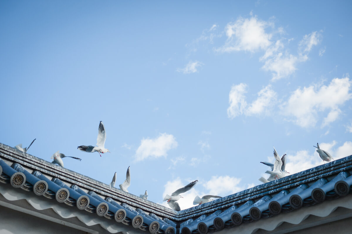 f:id:hachi-log:20210102162052j:plain