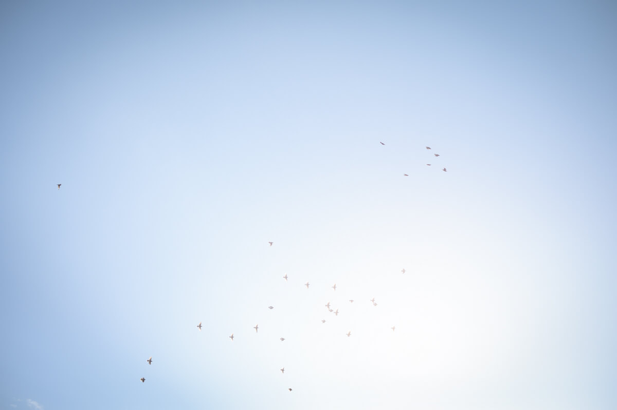 f:id:hachi-log:20210102162059j:plain