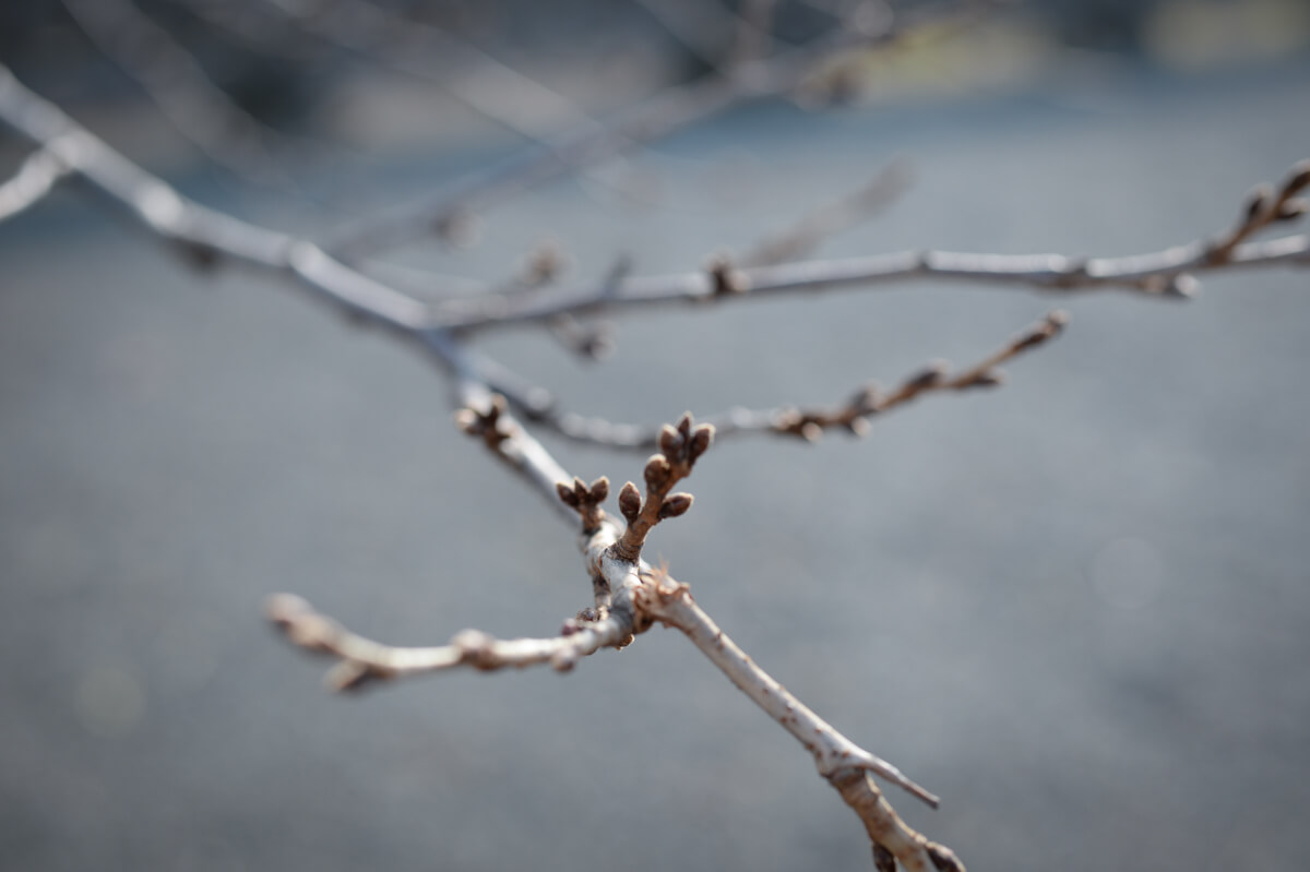 f:id:hachi-log:20210102162108j:plain