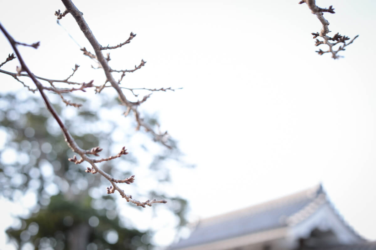 f:id:hachi-log:20210102162112j:plain