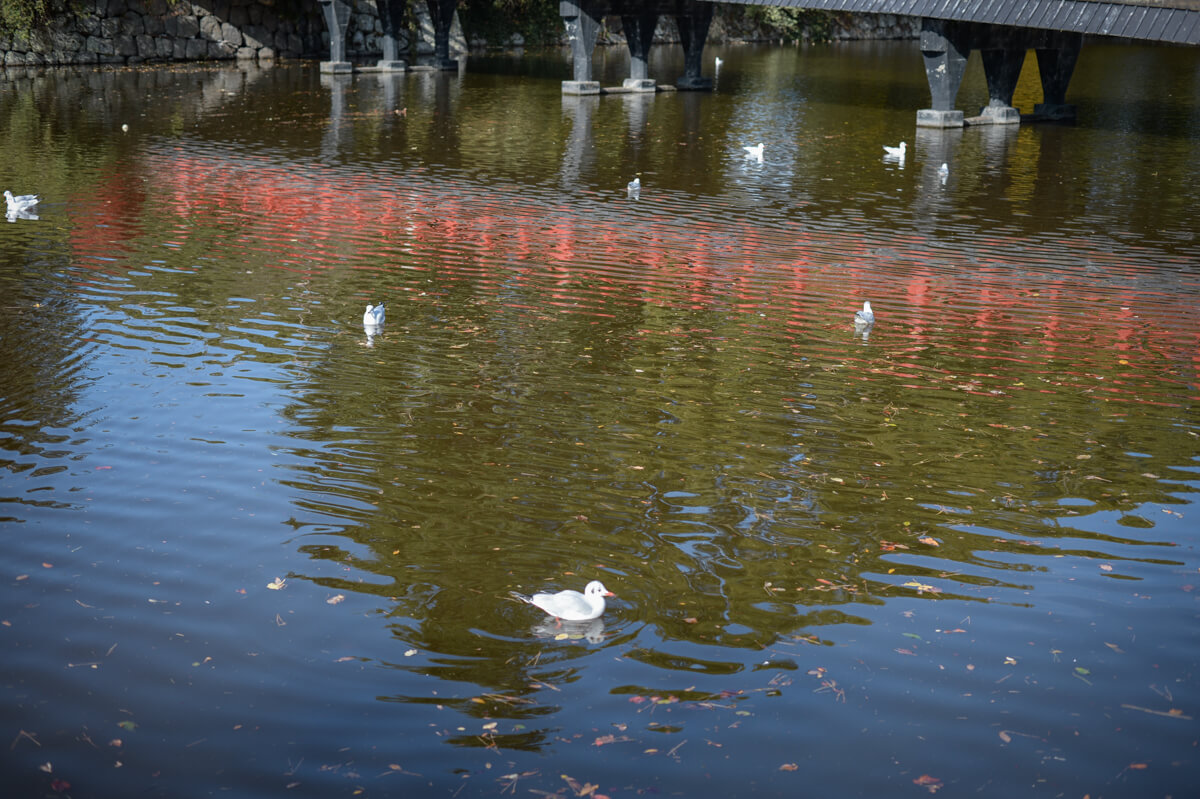 f:id:hachi-log:20210102162249j:plain