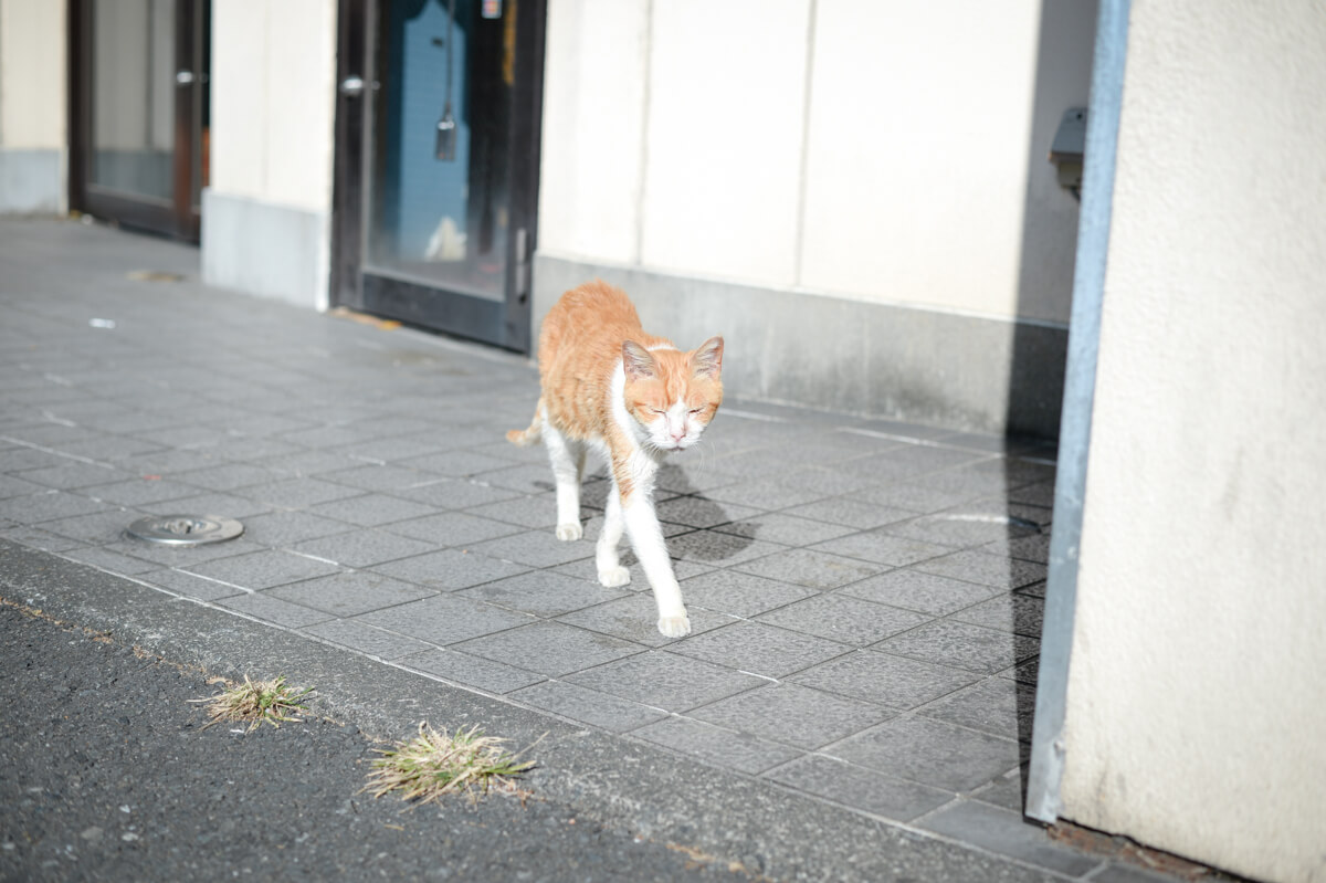 f:id:hachi-log:20210102162308j:plain