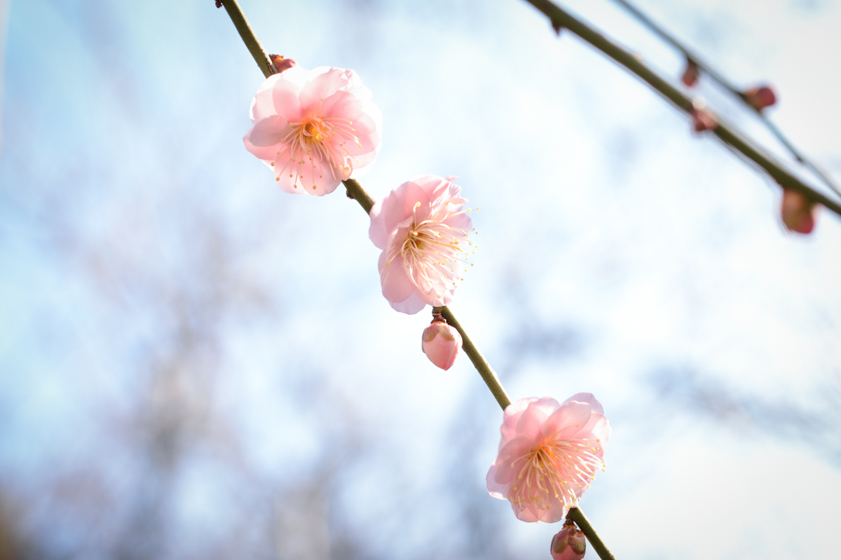 f:id:hachi-log:20210206085338j:plain