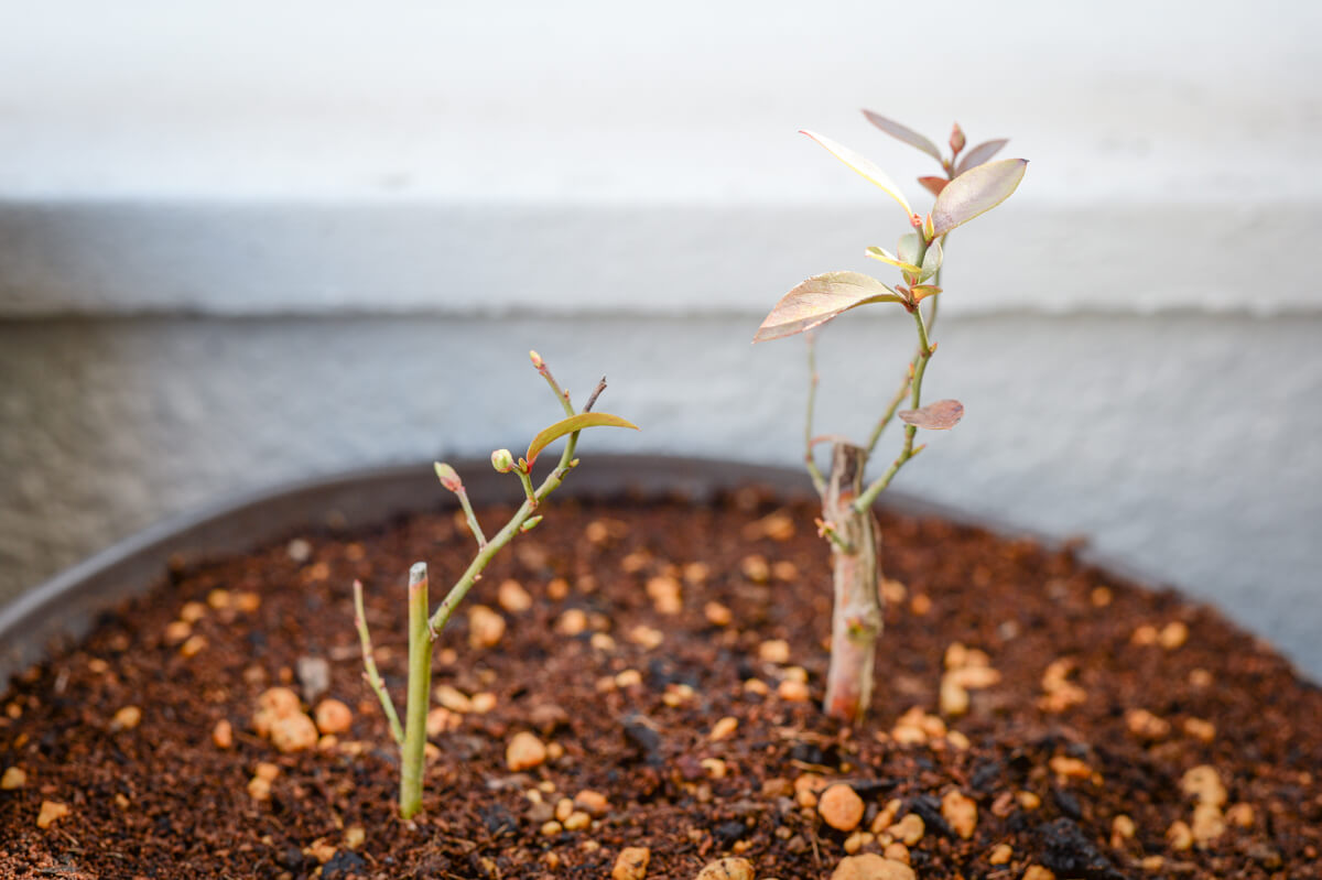 f:id:hachi-log:20210406221856j:plain