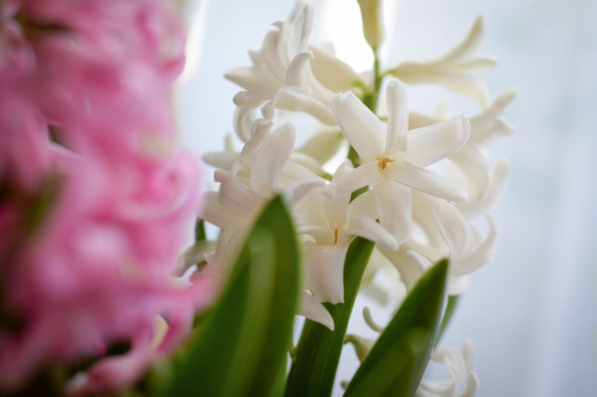 f:id:hachi-log:20210406221900j:plain