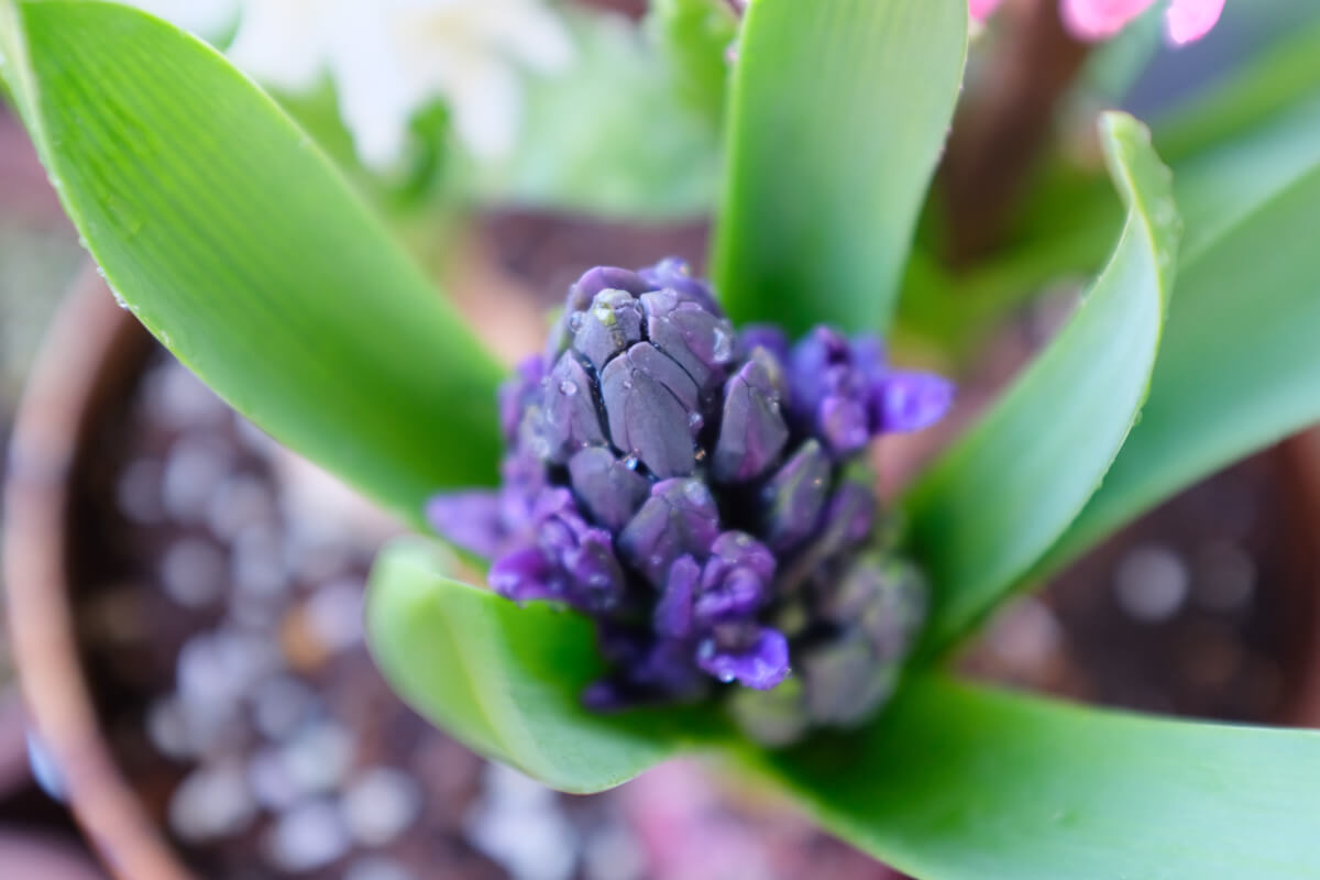 f:id:hachi-log:20210406221903j:plain