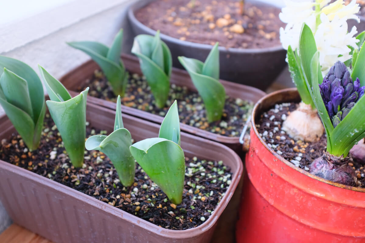 f:id:hachi-log:20210406221907j:plain