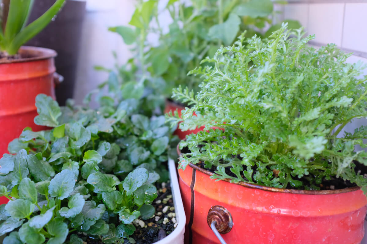 f:id:hachi-log:20210406221912j:plain