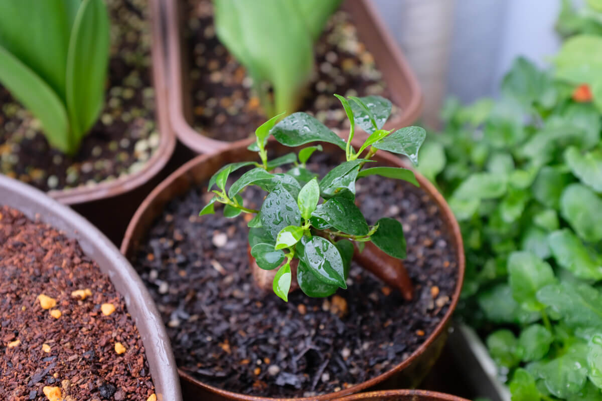 f:id:hachi-log:20210406221916j:plain