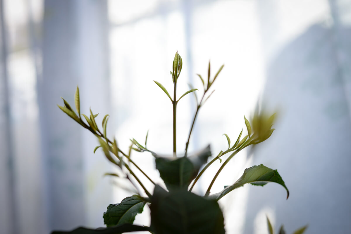 f:id:hachi-log:20210406221923j:plain