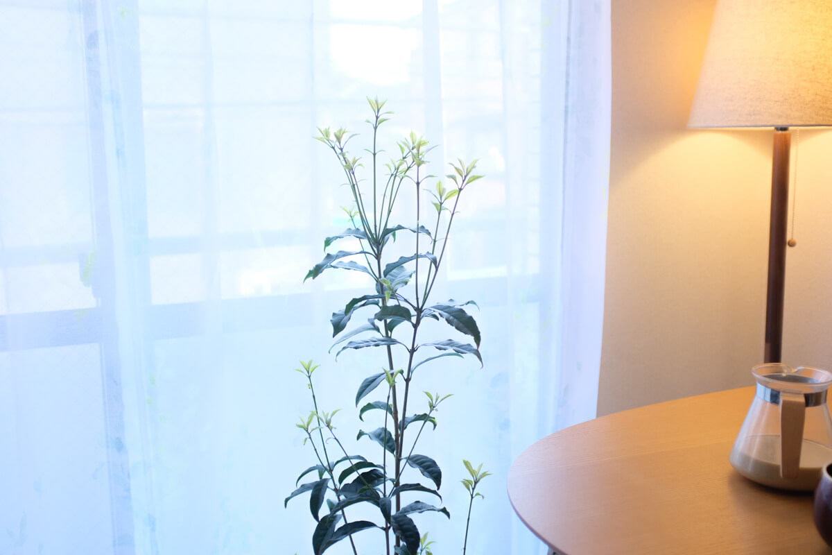 f:id:hachi-log:20210406221927j:plain