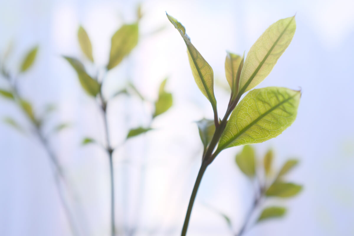 f:id:hachi-log:20210406221931j:plain