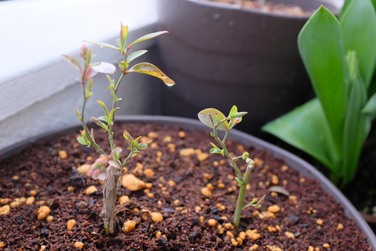 f:id:hachi-log:20210406221935j:plain