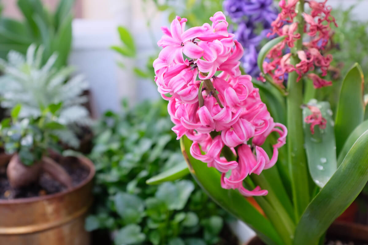 f:id:hachi-log:20210406221938j:plain