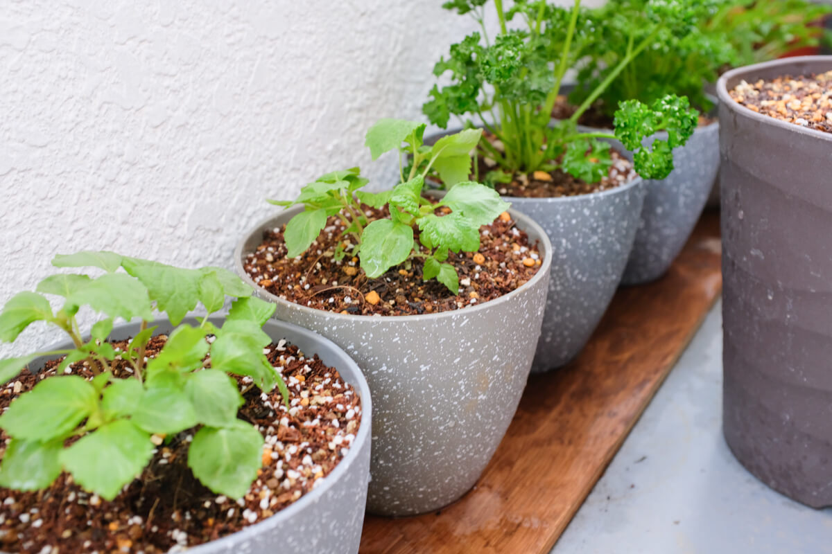 f:id:hachi-log:20210406221943j:plain