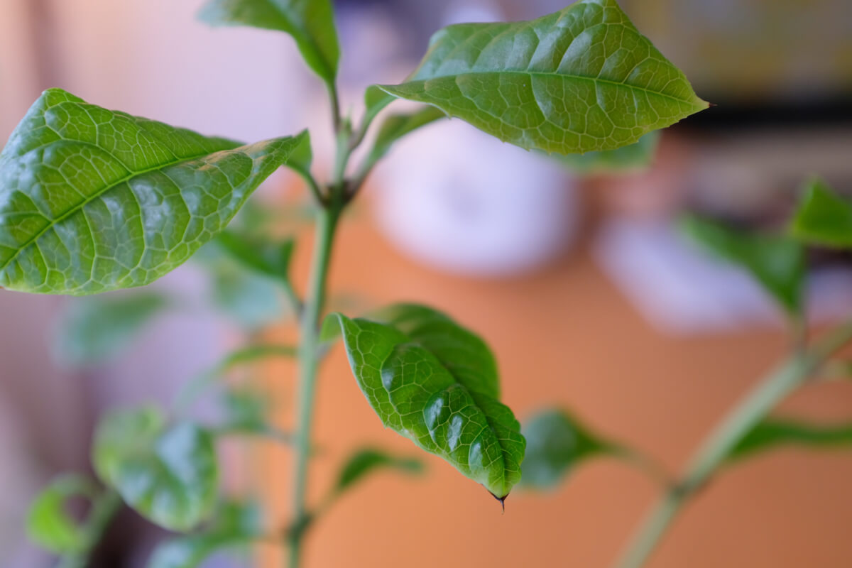 f:id:hachi-log:20210406221946j:plain