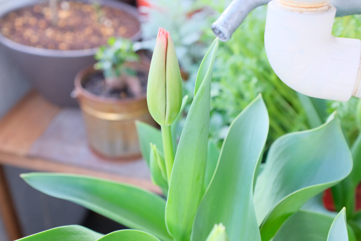 f:id:hachi-log:20210406221950j:plain