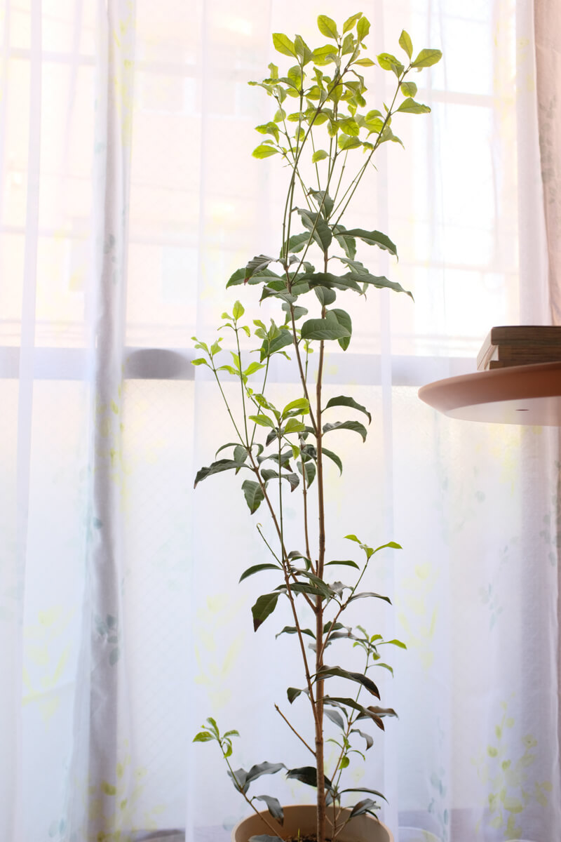 f:id:hachi-log:20210406221953j:plain