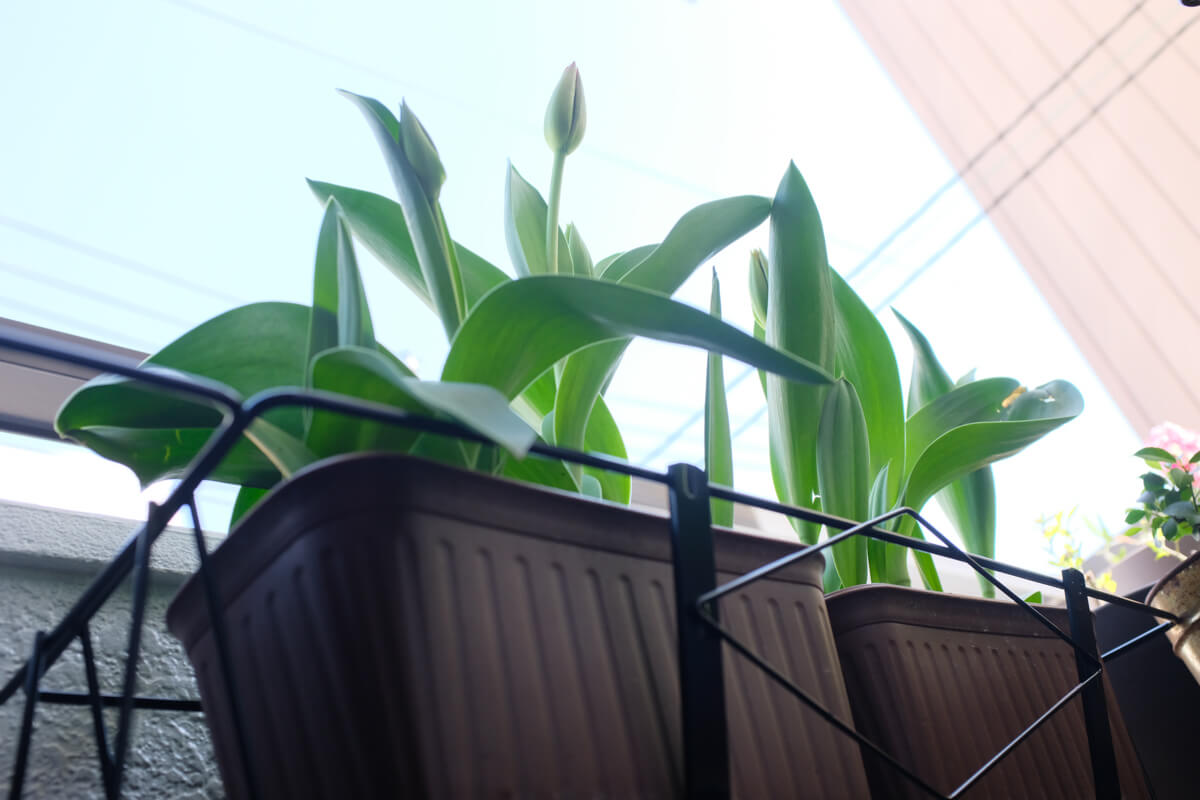 f:id:hachi-log:20210406221957j:plain