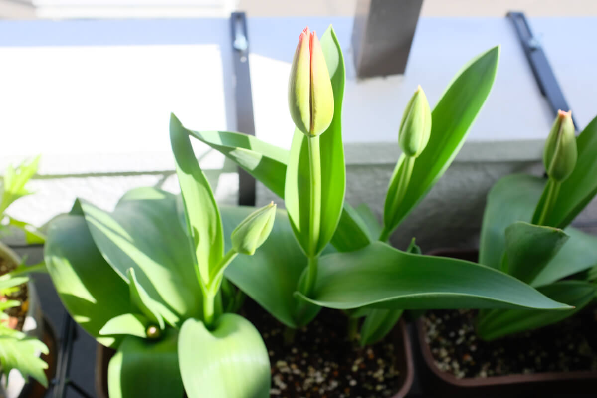 f:id:hachi-log:20210406222000j:plain