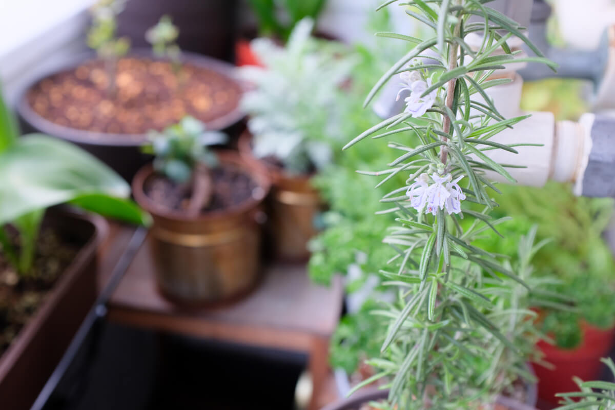 f:id:hachi-log:20210406222004j:plain