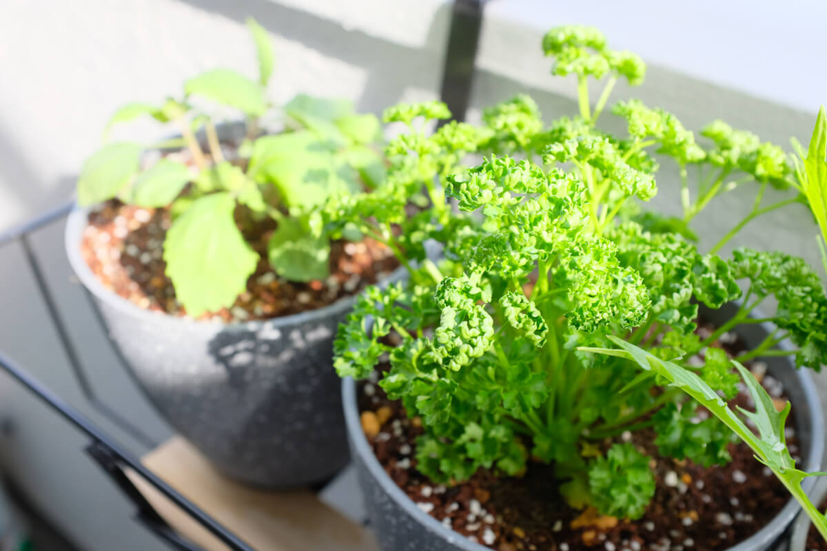 f:id:hachi-log:20210406222012j:plain