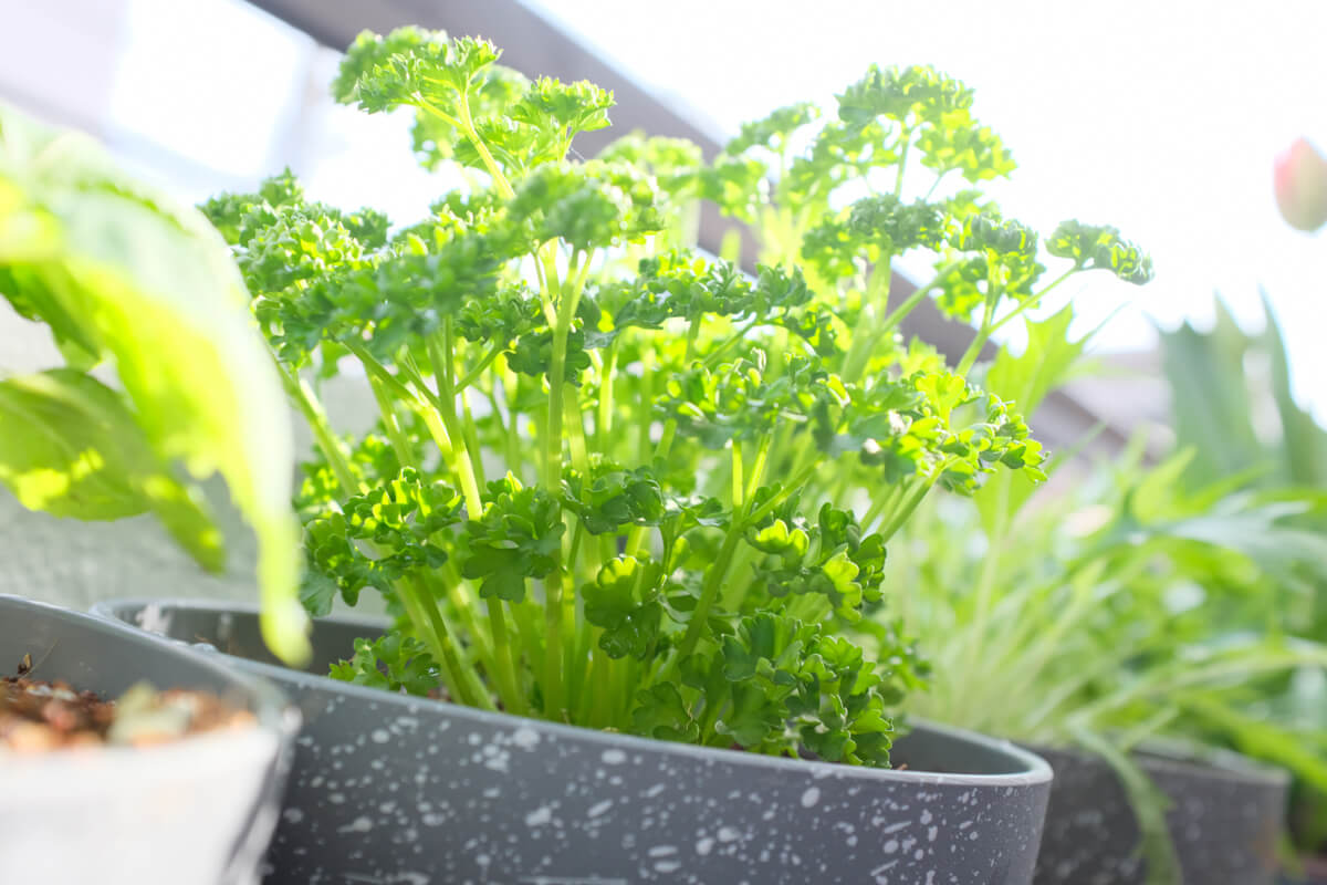 f:id:hachi-log:20210406222016j:plain