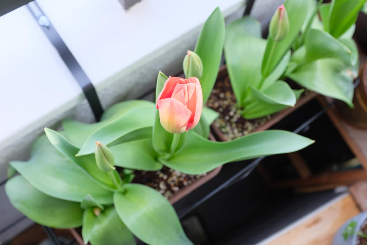 f:id:hachi-log:20210406222020j:plain