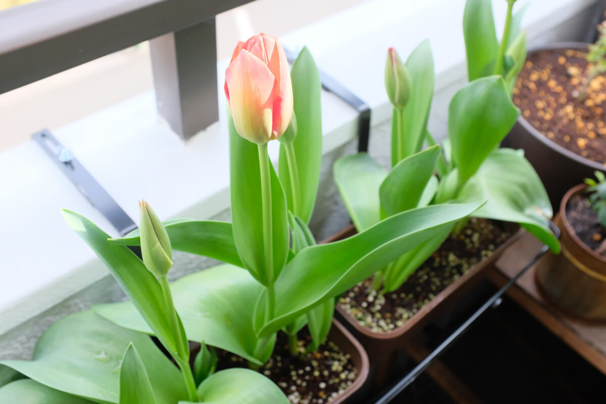 f:id:hachi-log:20210406222023j:plain