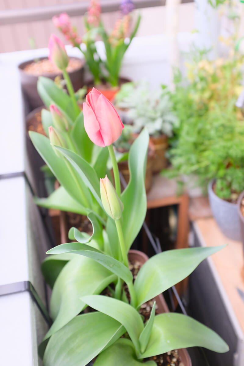 f:id:hachi-log:20210406222027j:plain