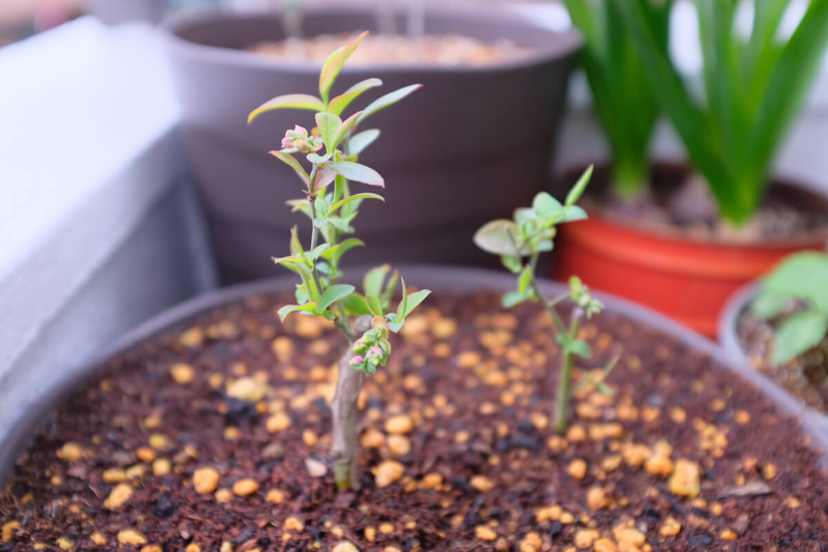 f:id:hachi-log:20210406222034j:plain