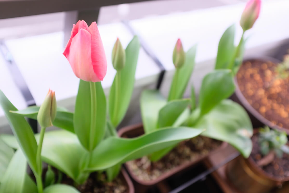 f:id:hachi-log:20210406222037j:plain