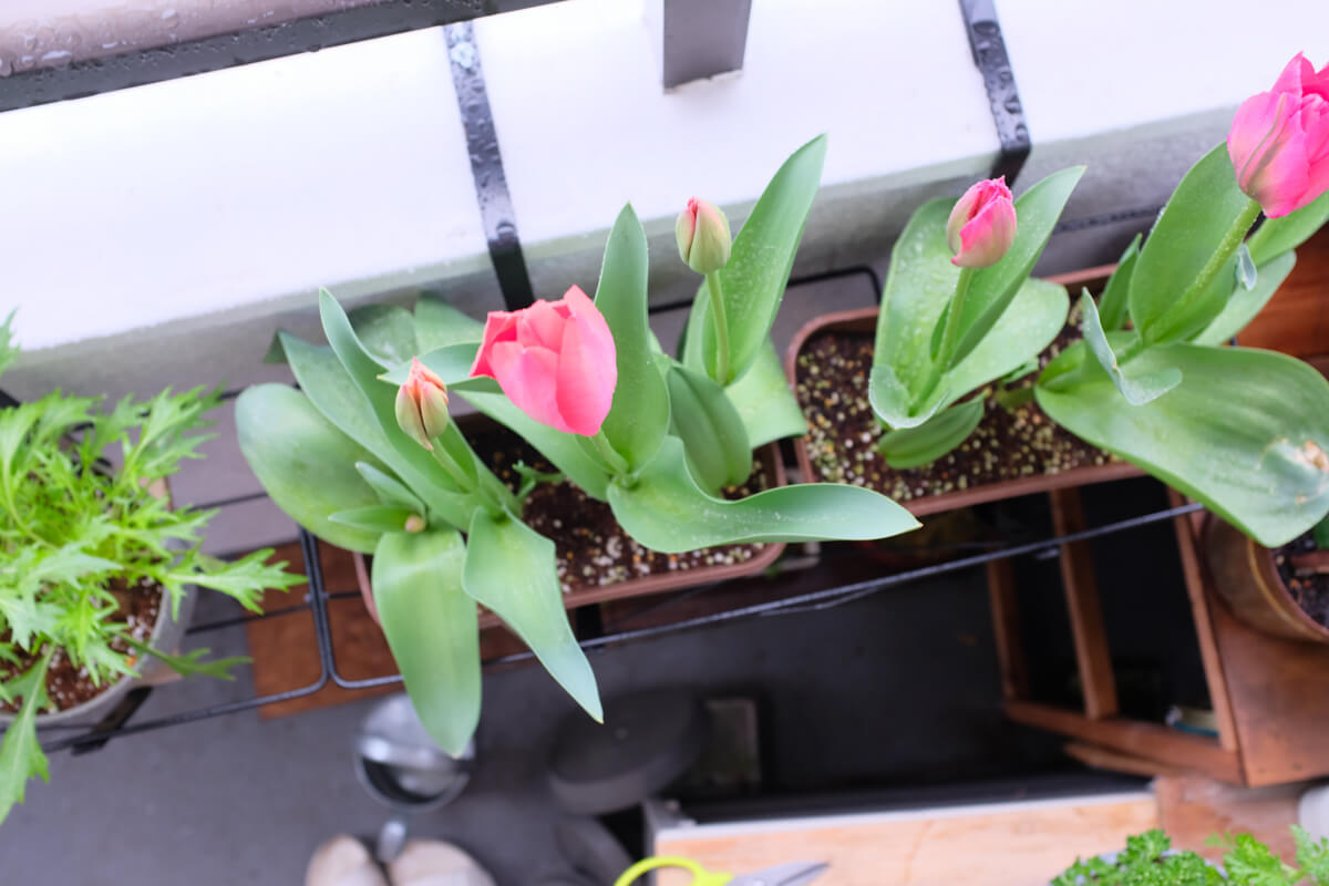 f:id:hachi-log:20210406222042j:plain