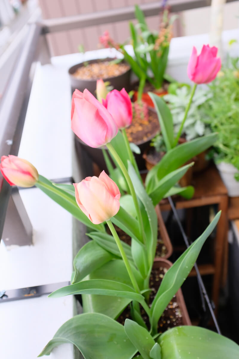 f:id:hachi-log:20210406222051j:plain