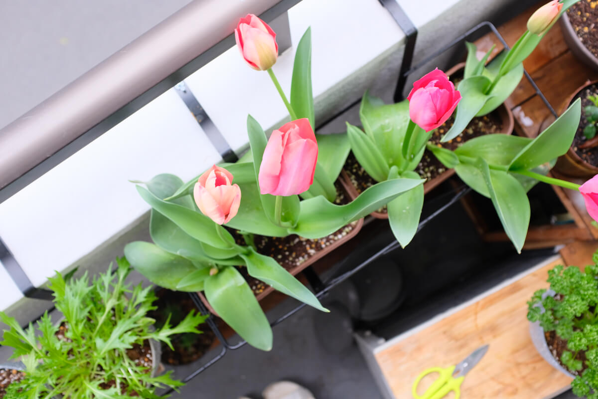 f:id:hachi-log:20210406222056j:plain