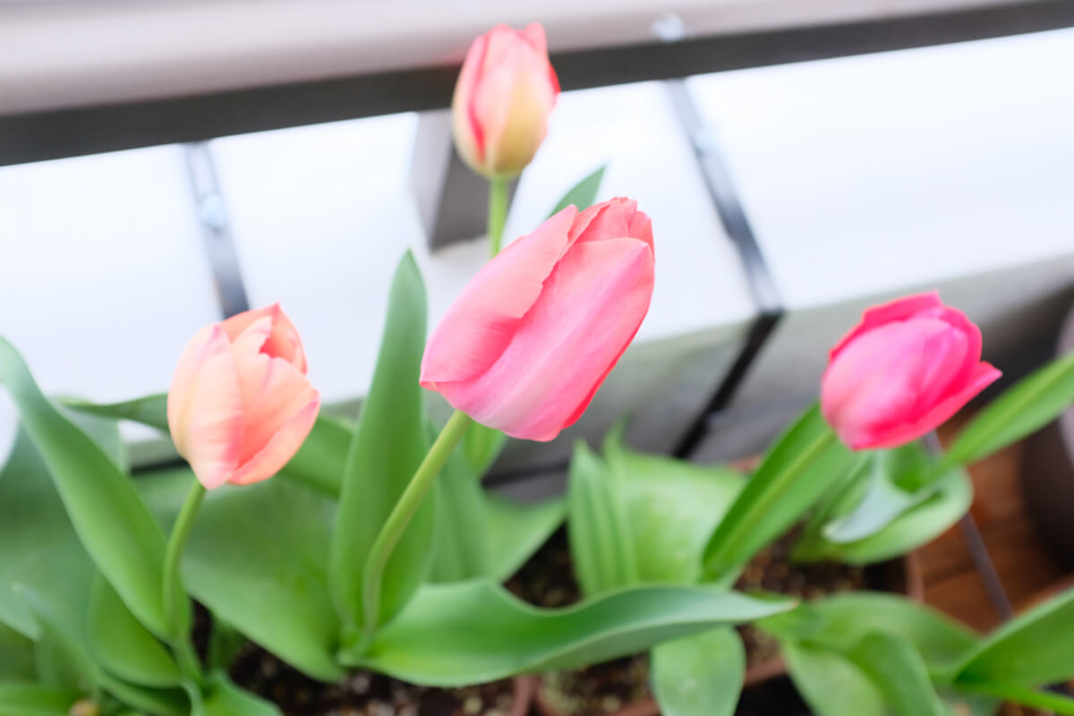 f:id:hachi-log:20210406222101j:plain