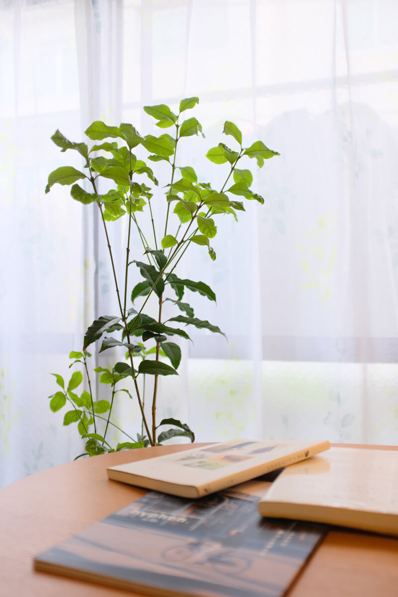 f:id:hachi-log:20210406222105j:plain