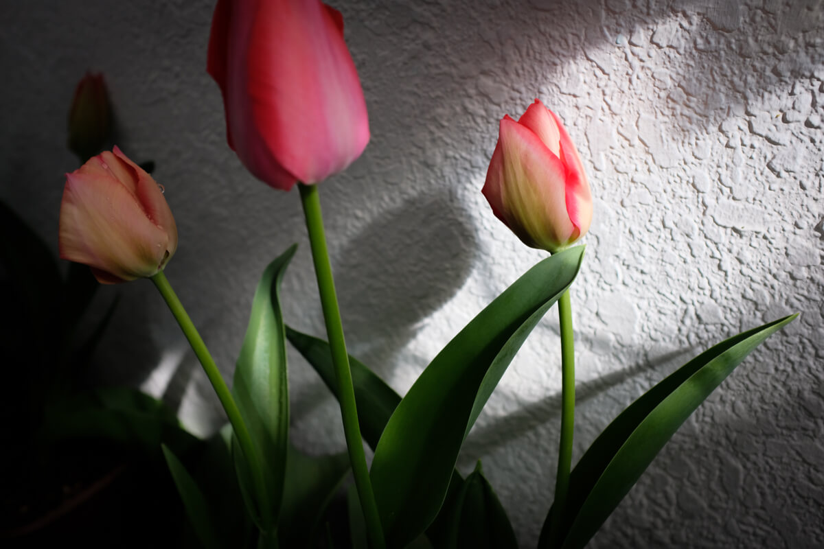 f:id:hachi-log:20210406222114j:plain