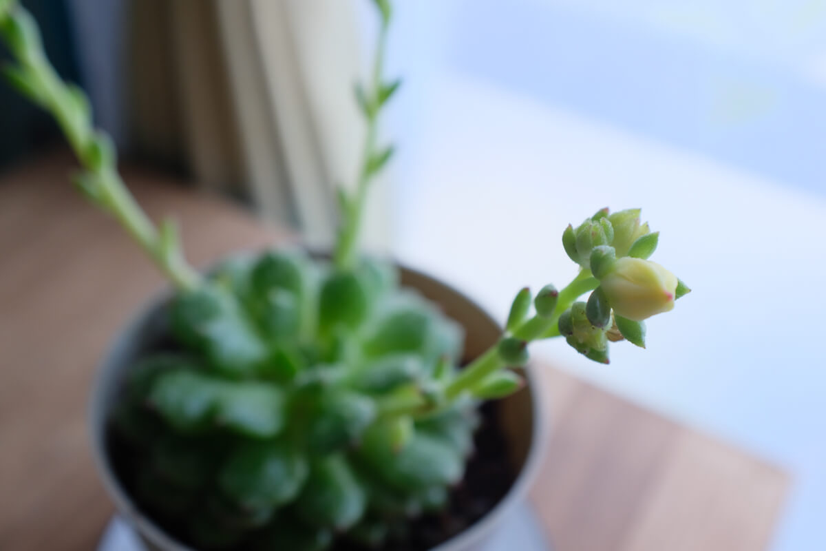 f:id:hachi-log:20210406222118j:plain