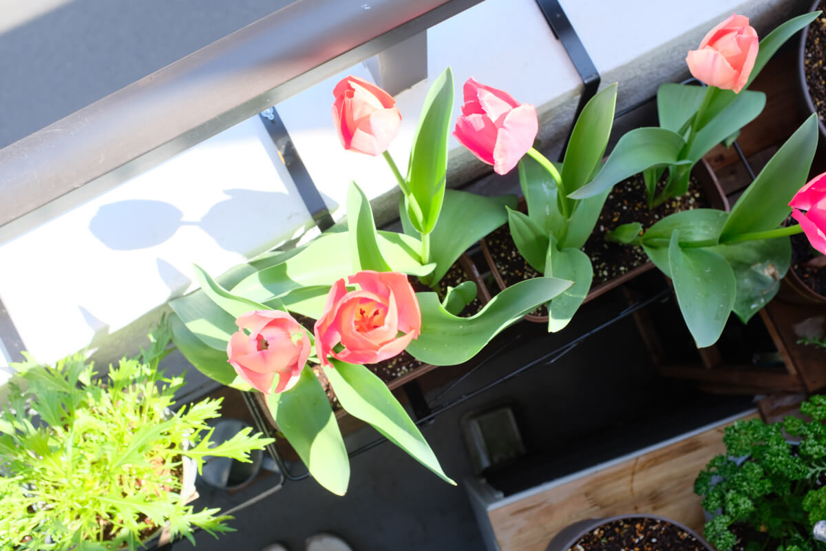 f:id:hachi-log:20210406222122j:plain