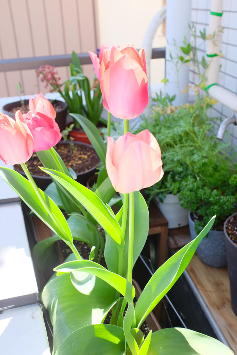 f:id:hachi-log:20210406222125j:plain