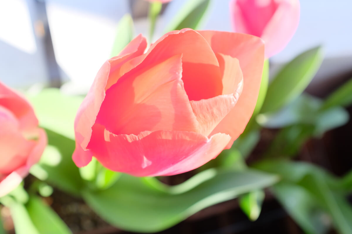 f:id:hachi-log:20210406222129j:plain