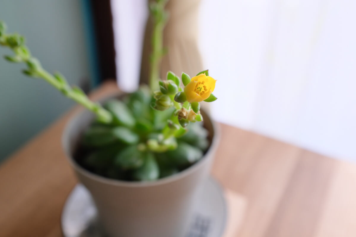 f:id:hachi-log:20210406222137j:plain