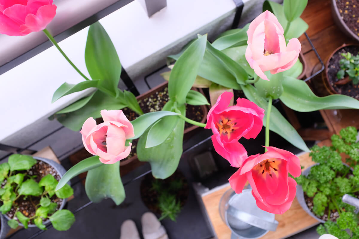 f:id:hachi-log:20210406222143j:plain