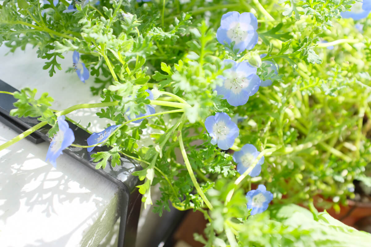 f:id:hachi-log:20210406222157j:plain