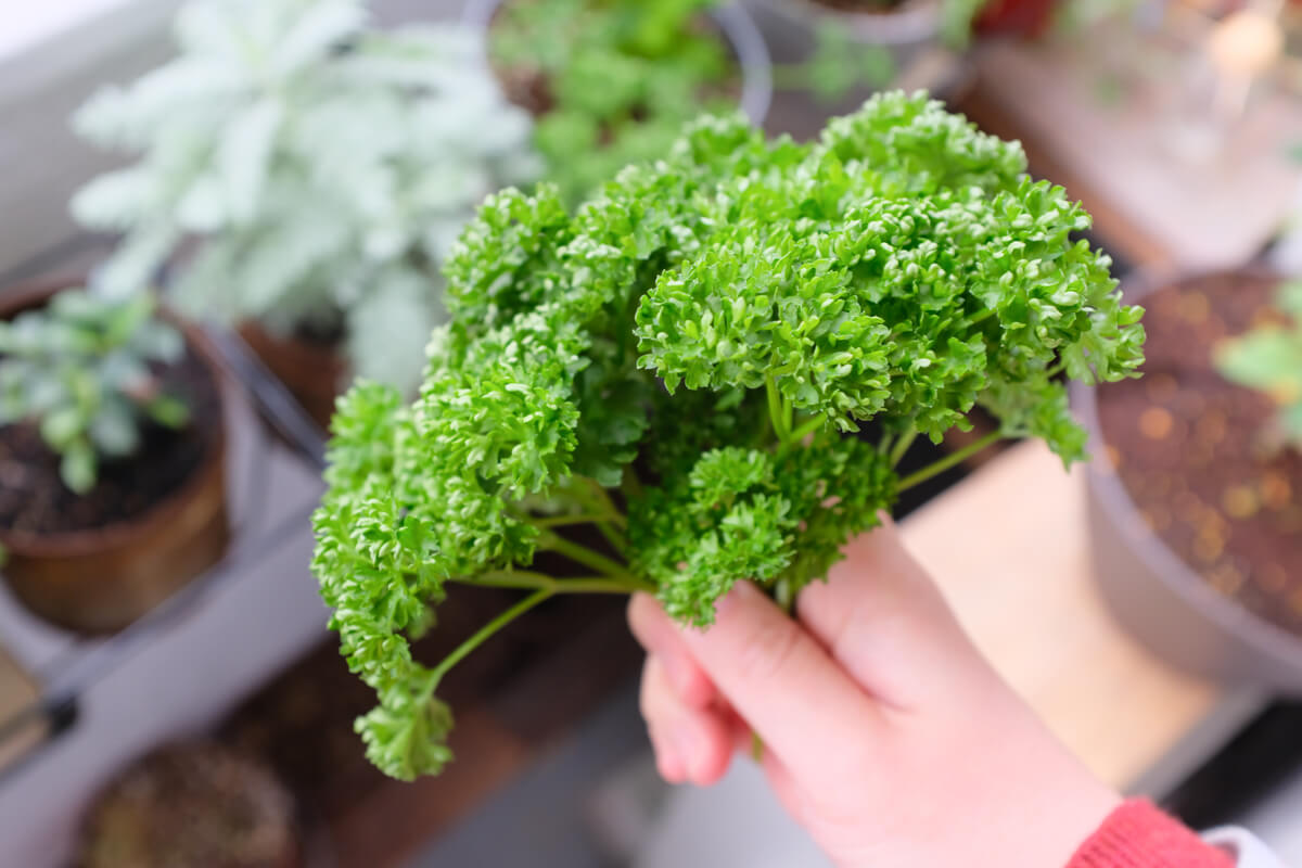 f:id:hachi-log:20210406222201j:plain