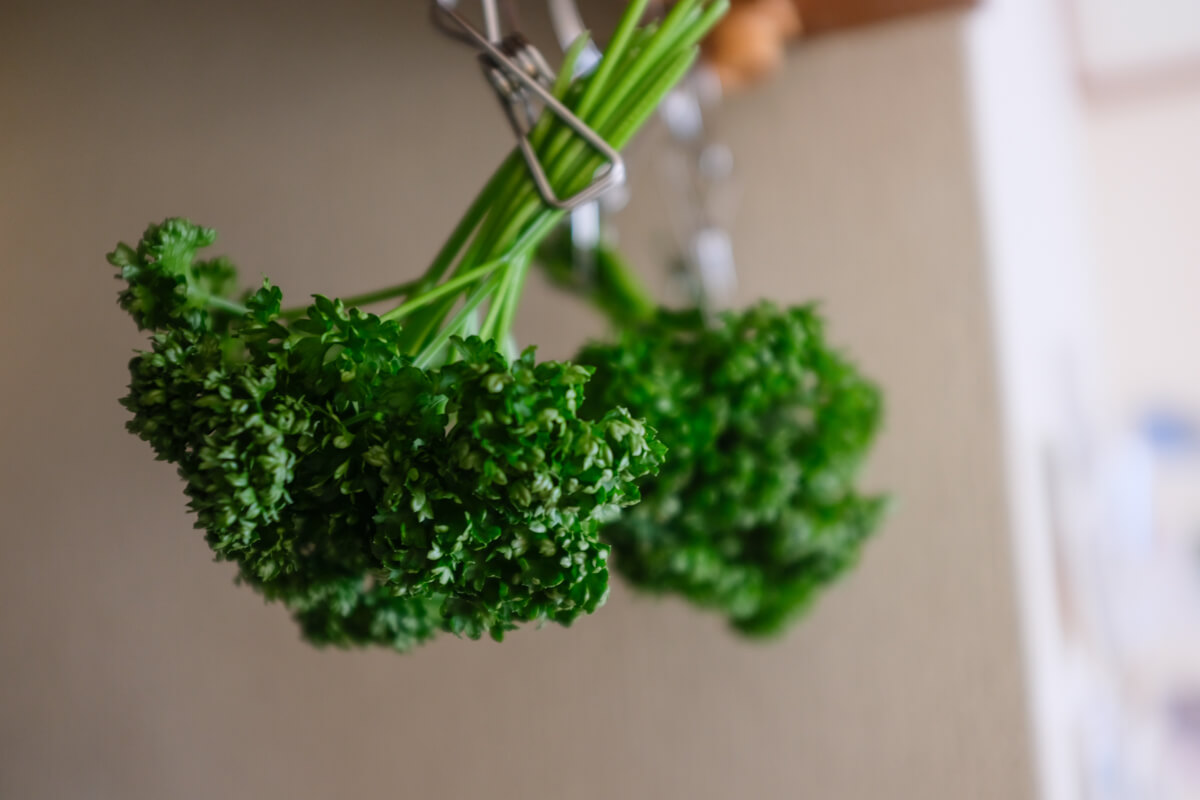 f:id:hachi-log:20210406222206j:plain